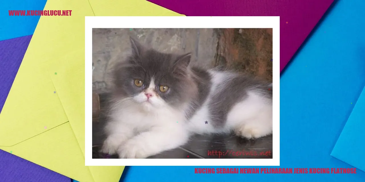 Kucing jenis flatnose