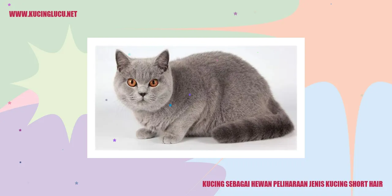 Kucing Short Hair