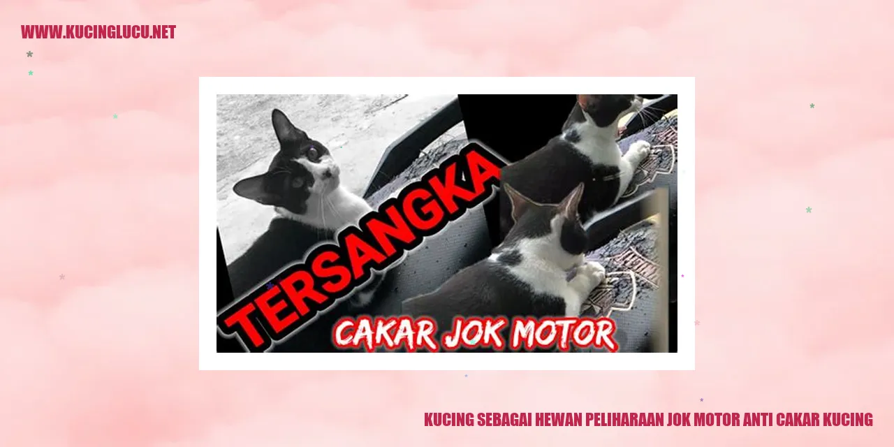 Kucing peliharaan