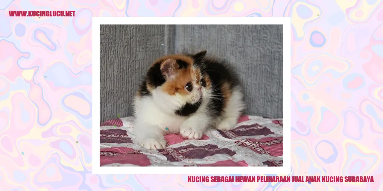 Kucing Sebagai Hewan Peliharaan di Surabaya
