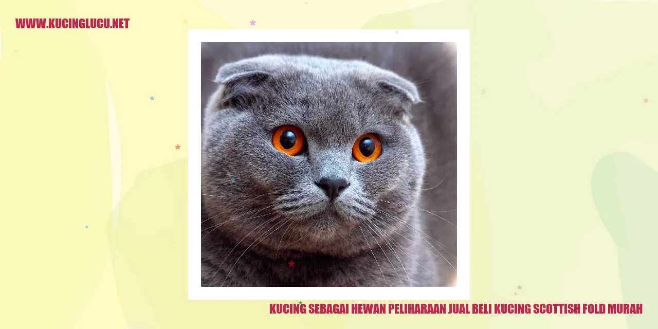 Kucing Scottish Fold