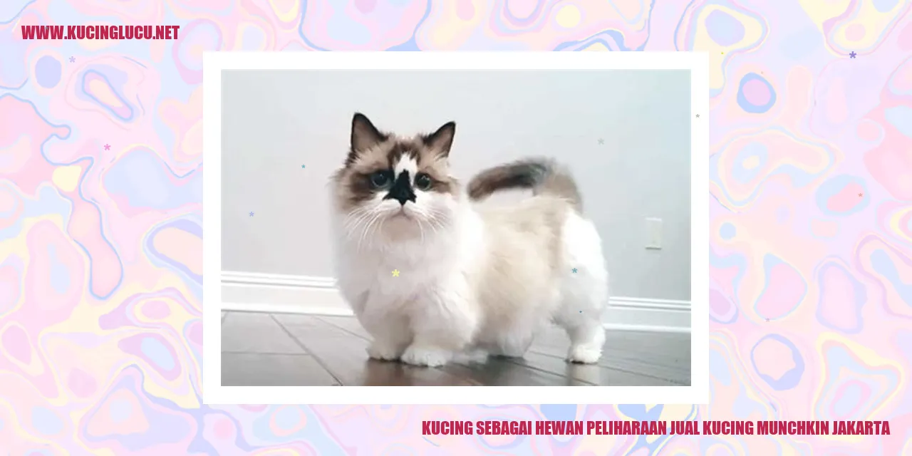 Kucing Munchkin yang Menggemaskan