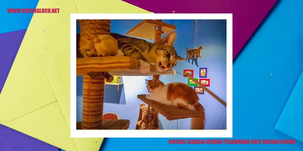 Kucing Peliharaan di Kafe Kucing Bogor