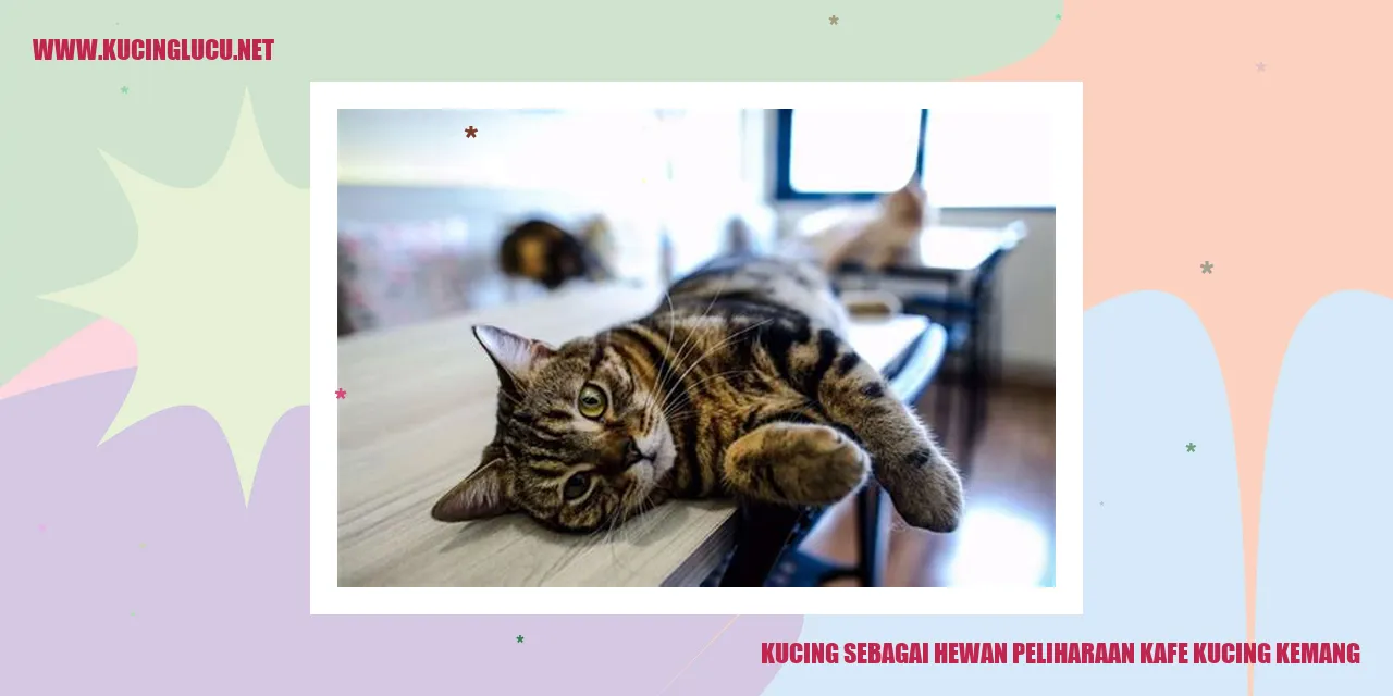 Kucing di Kafe Kucing Kemang
