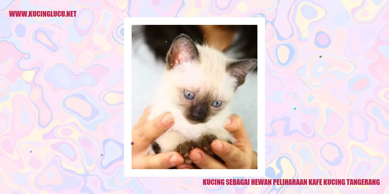 Kucing di Kafe Kucing Tangerang
