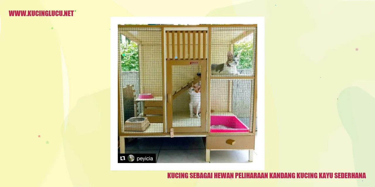 gambar kucing lucu