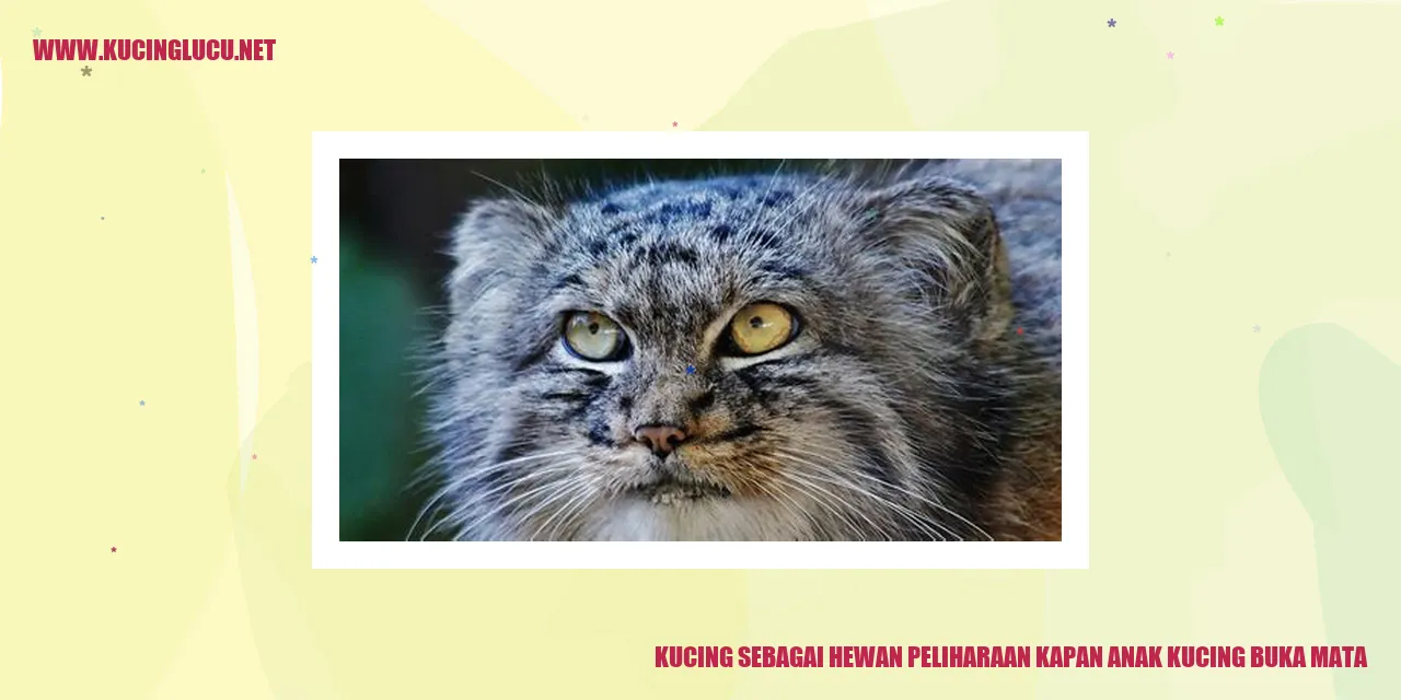 Foto menggemaskan seekor kucing
