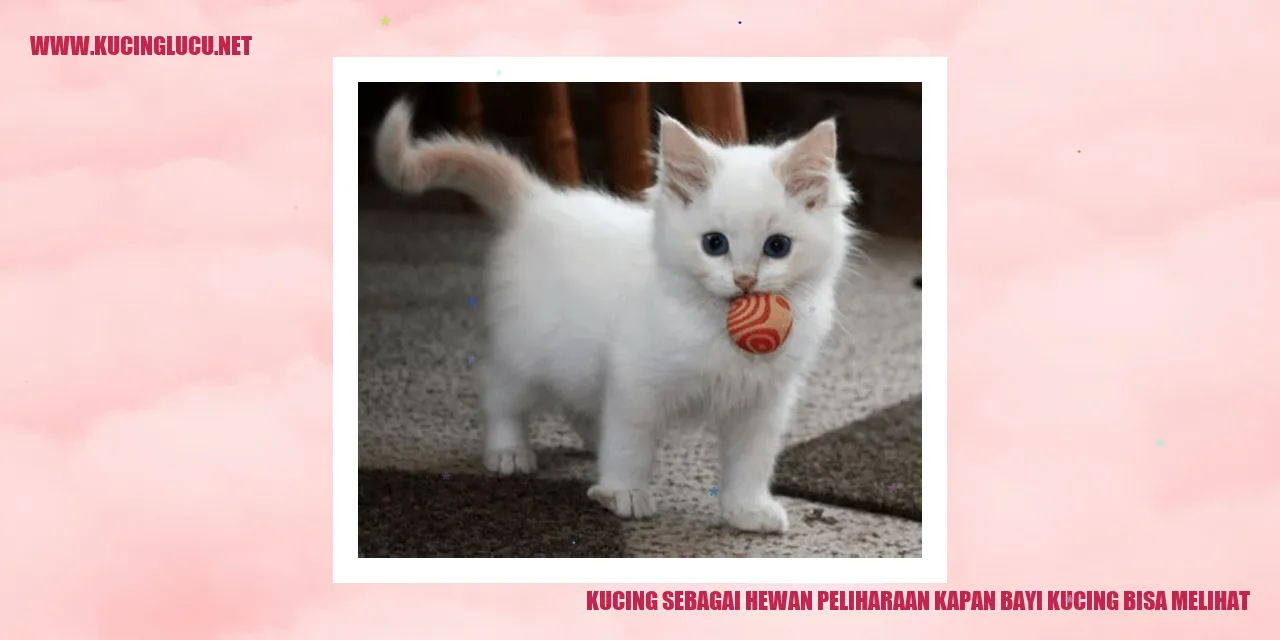 Bayi kucing yang lucu