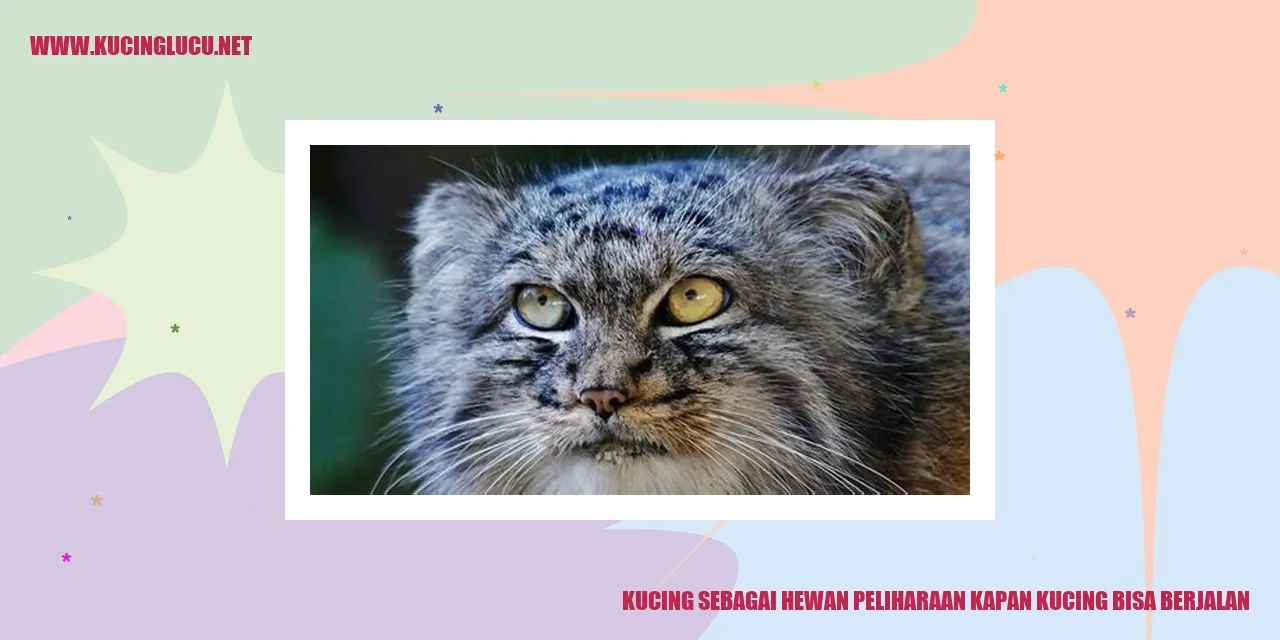 Seekor kucing yang sedang melangkah nyaman