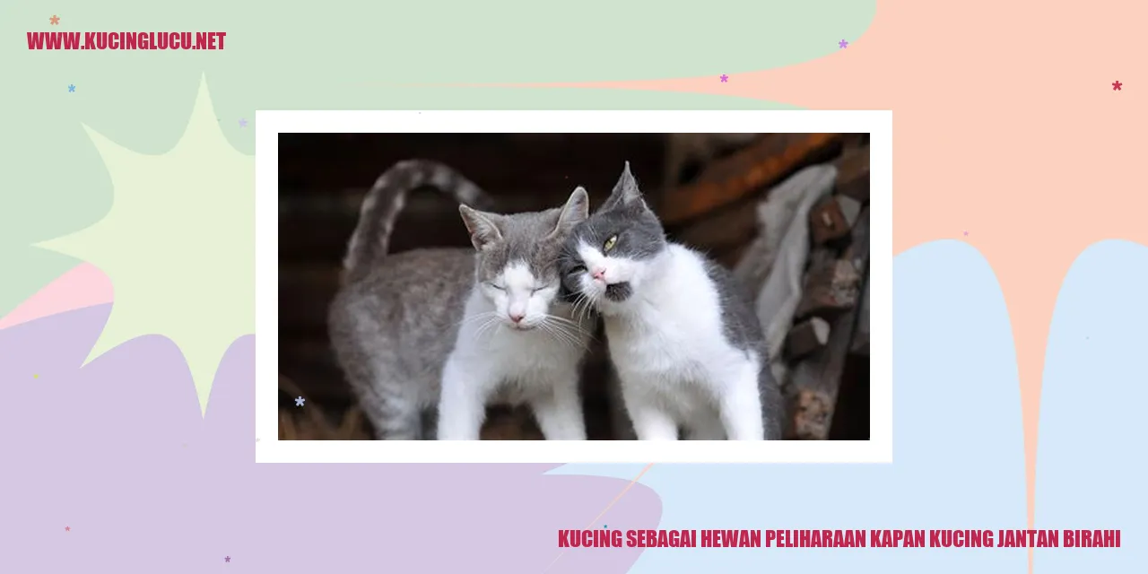 Kucing sebagai Hewan Peliharaan kapan kucing jantan birahi