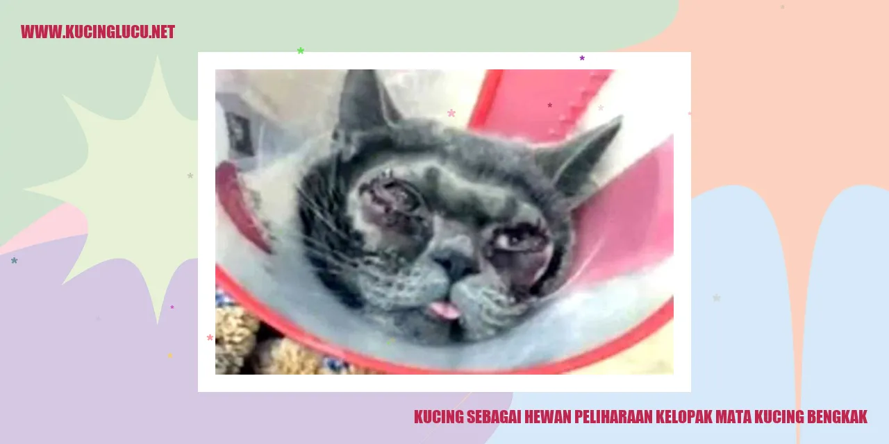 Kucing dengan kelopak mata membengkak