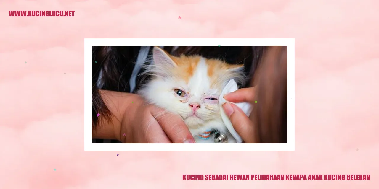 Gambar Kucing yang Mengalami Mata Belekan