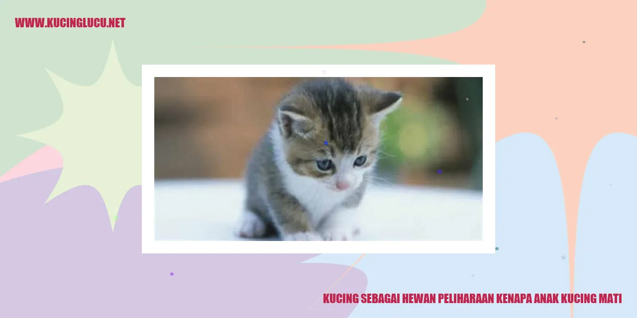 gambar kucing