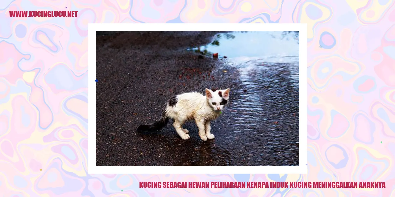Induk kucing meninggalkan anaknya