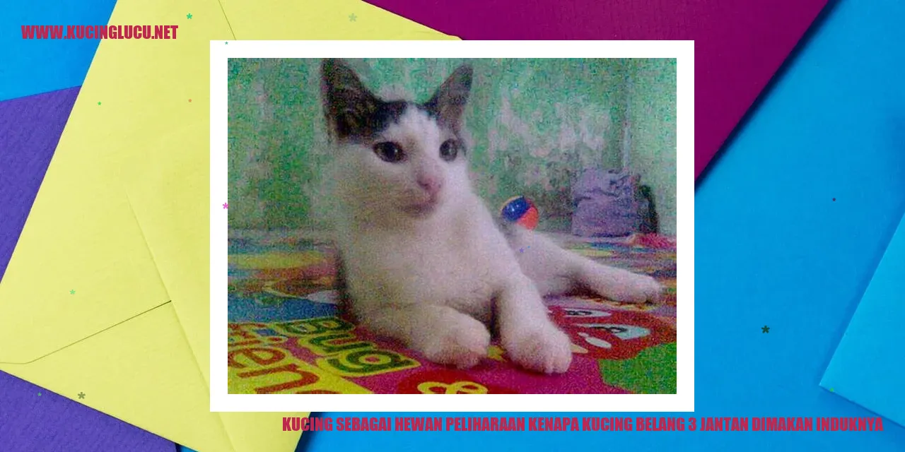 Kucing Belang 3 Jantan Dimakan Induknya