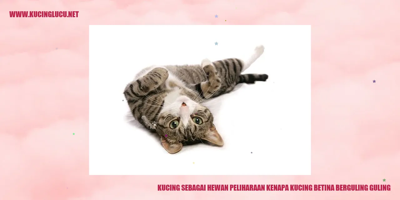Gambar kucing betina berguling-guling