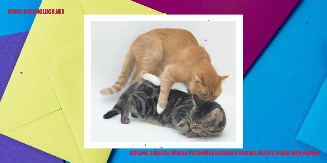 Kucing betina cuek nikah