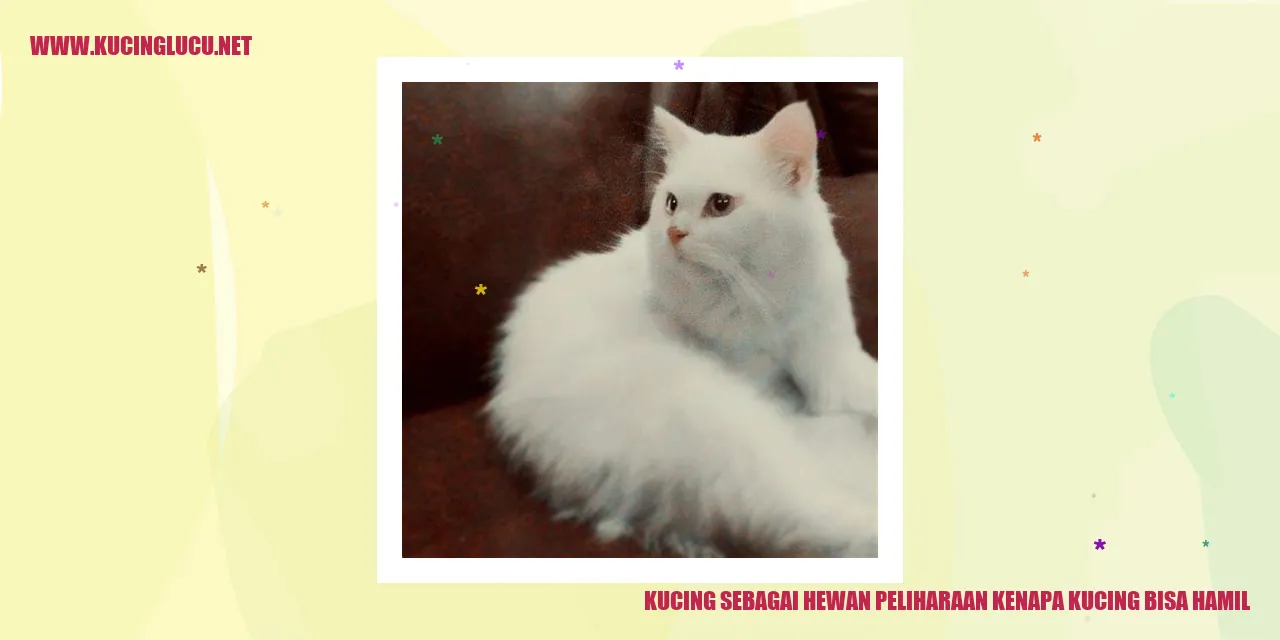 Gambar Kucing Hamil