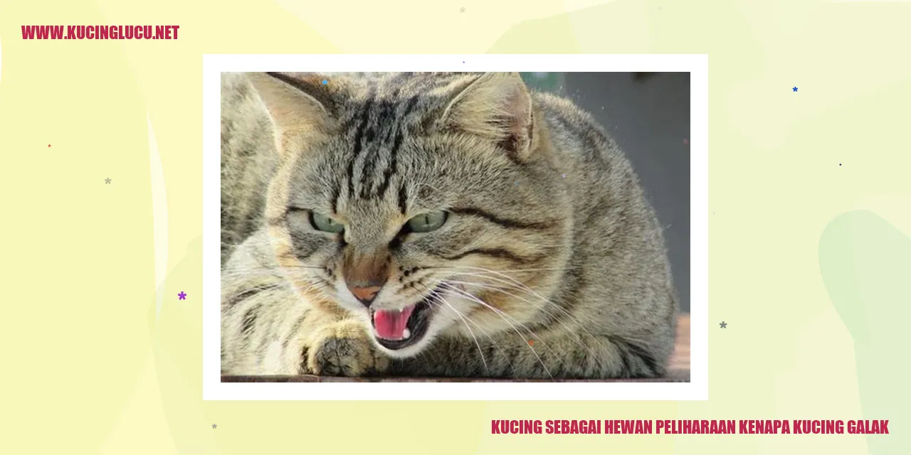 Gambar Kucing