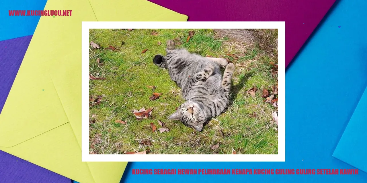 Kucing Guling-guling setelah Kawin