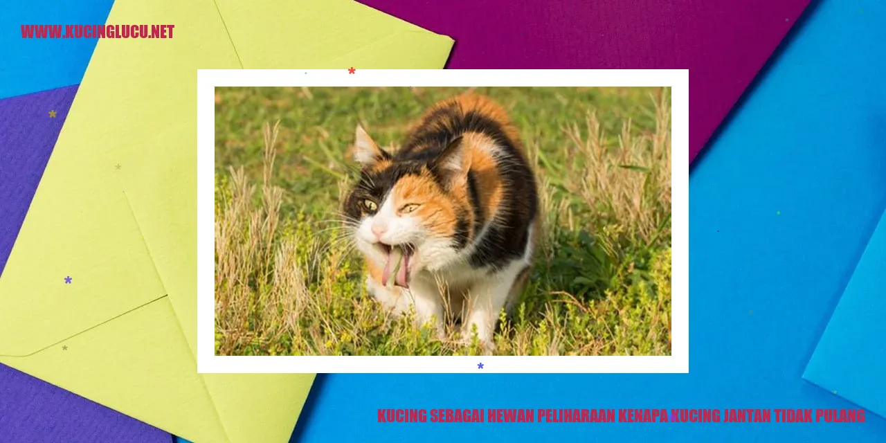 Kucing sebagai Hewan Peliharaan kenapa kucing jantan tidak pulang