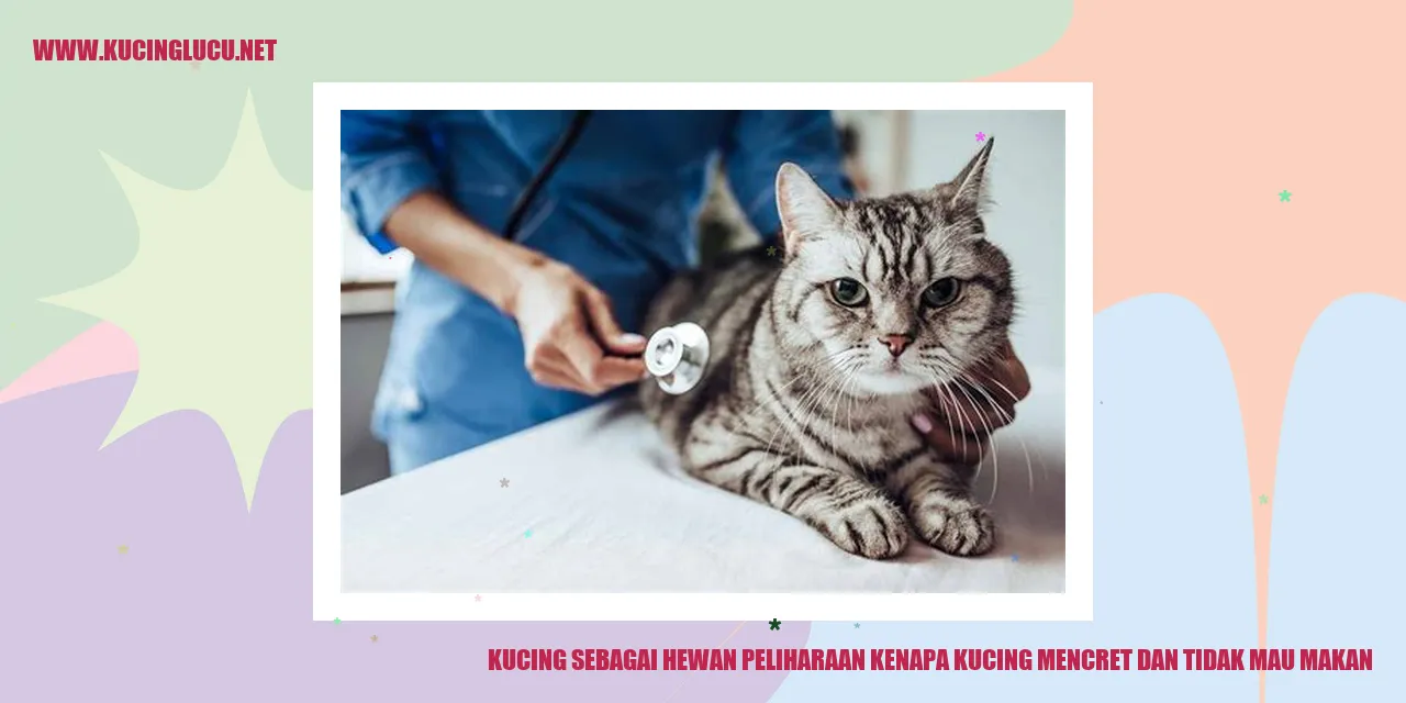 Gambar lucu kucing