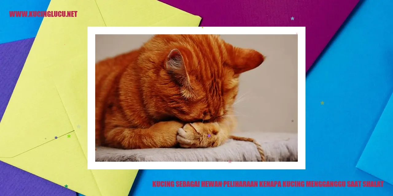 kucing mengganggu saat shalat