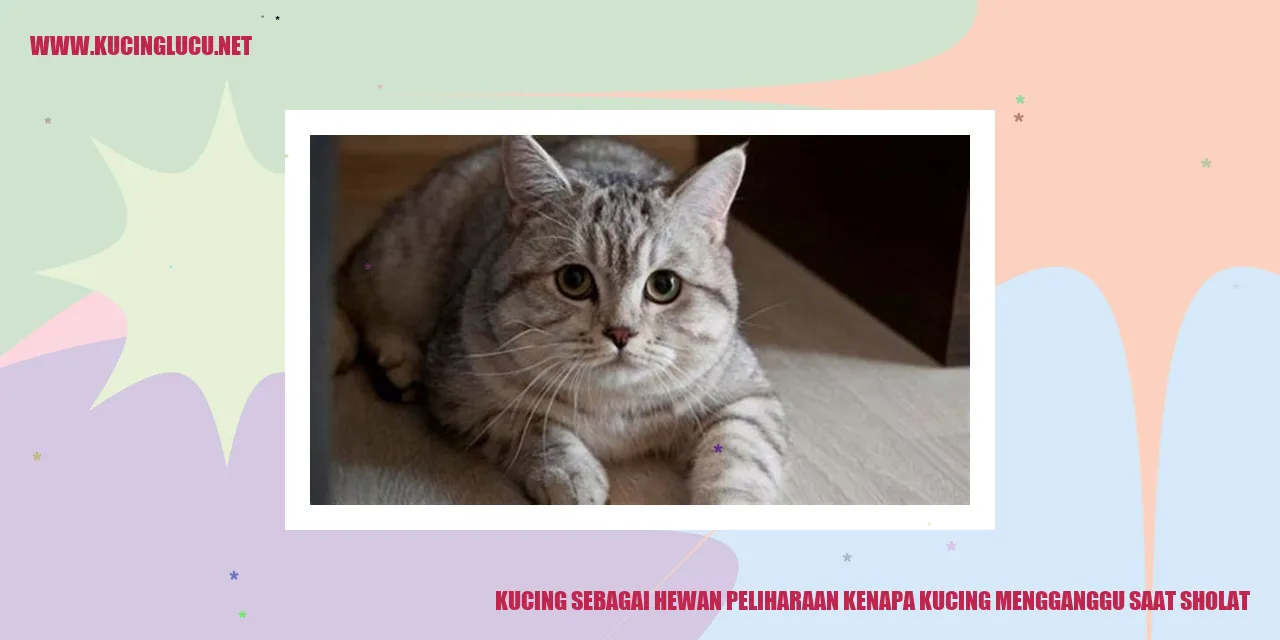 Gambar kucing lucu