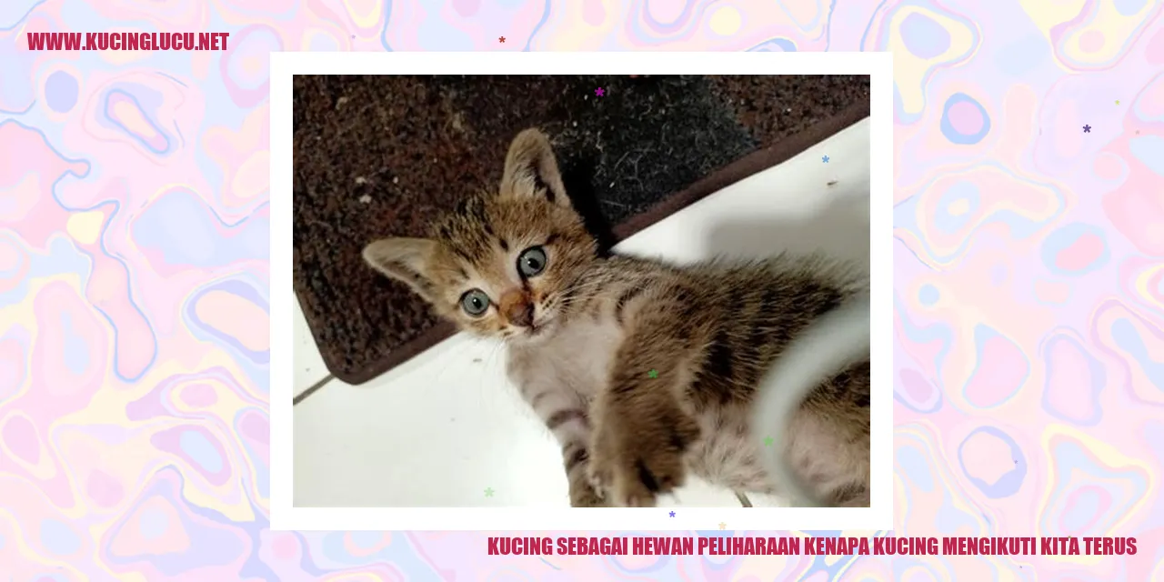 Gambar Kucing Mengikuti Kita