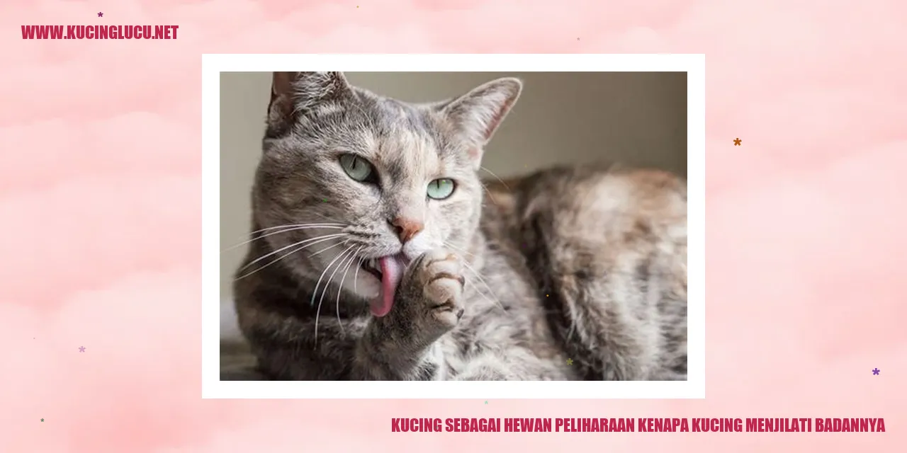 Gambar kucing menjilati badan