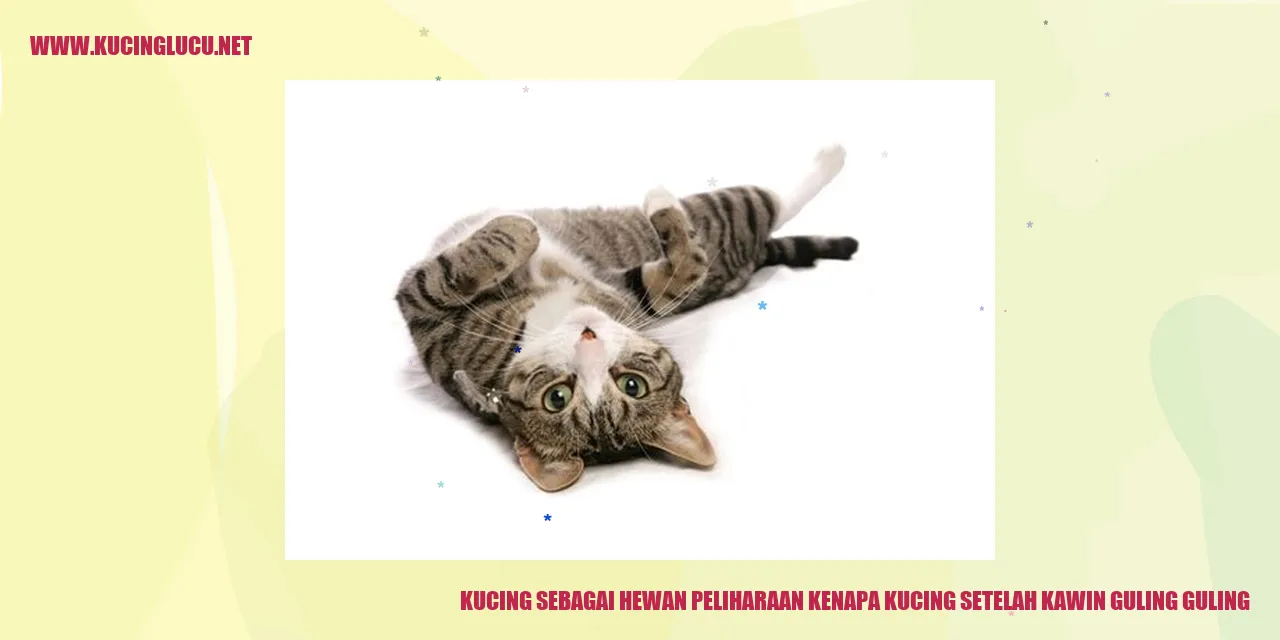 Kucing guling-guling setelah kawin