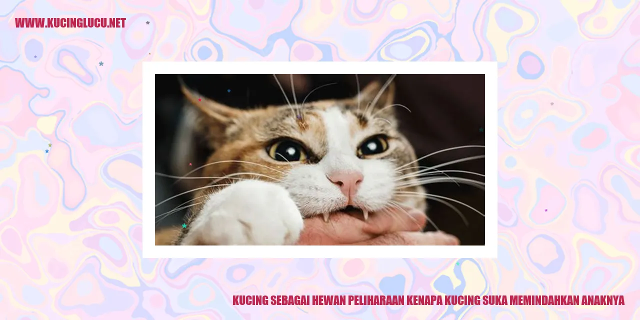 Gambar Kucing