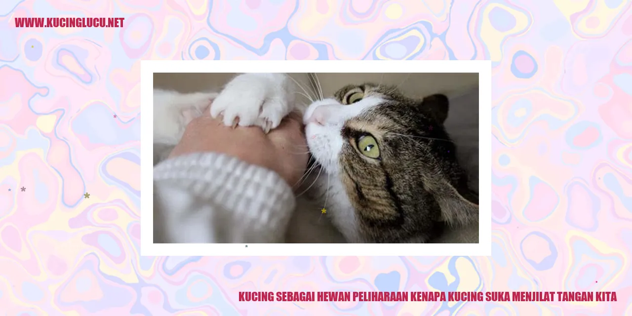 Gambar kucing menjilat tangan
