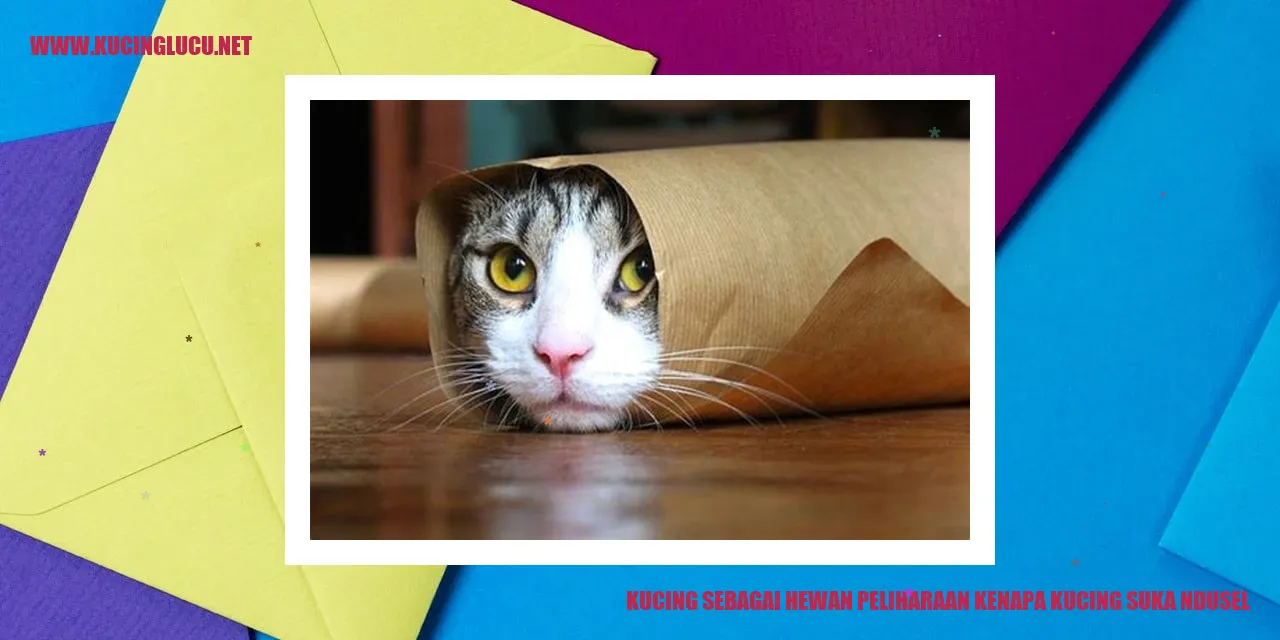 Kucing suka ndusel