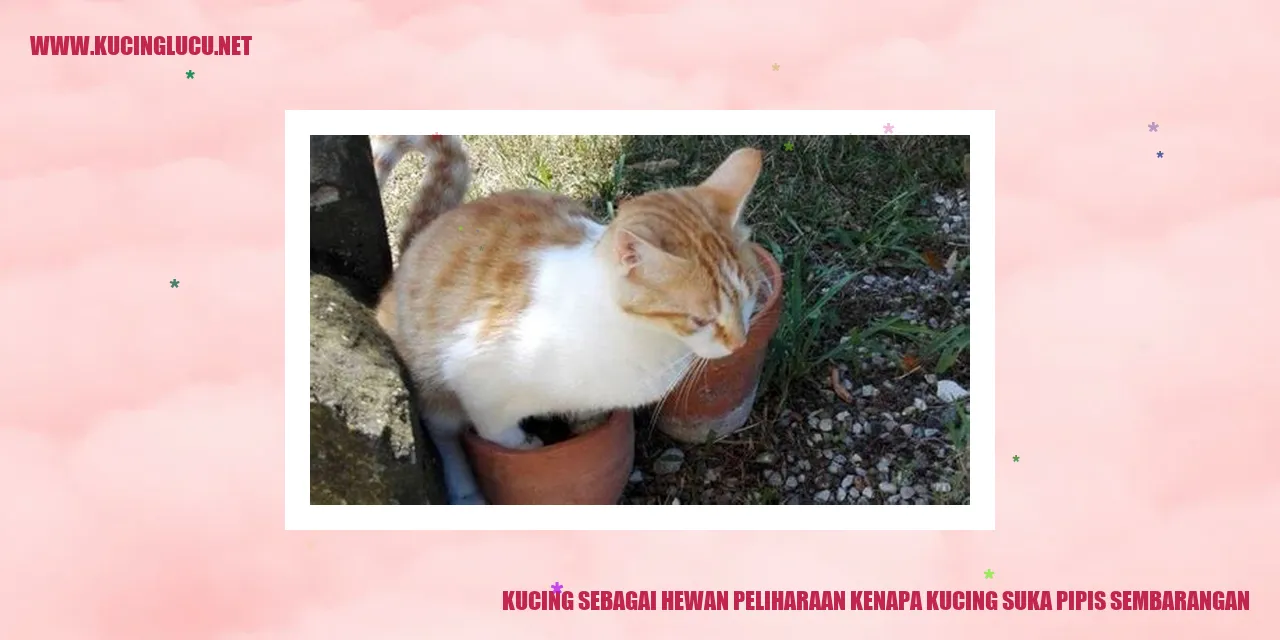 foto kucing