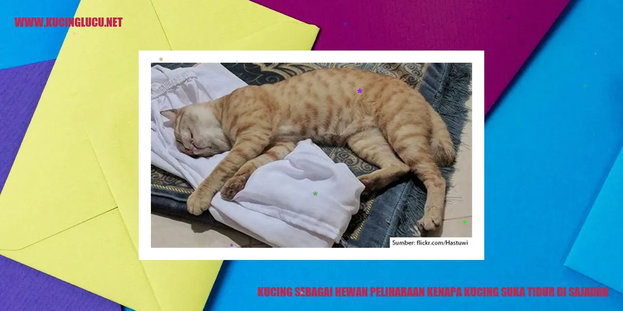 Kucing beristirahat di sajadah