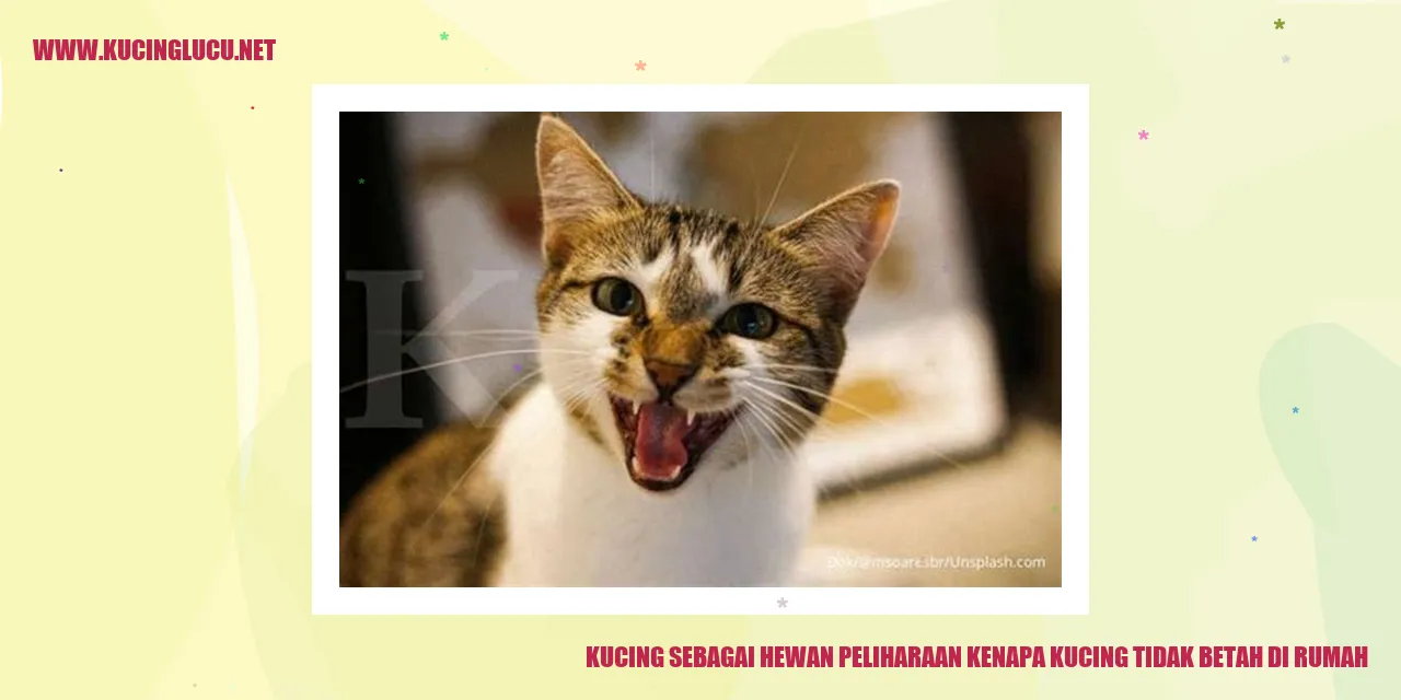 Kucing sebagai Hewan Peliharaan kenapa kucing tidak betah di rumah