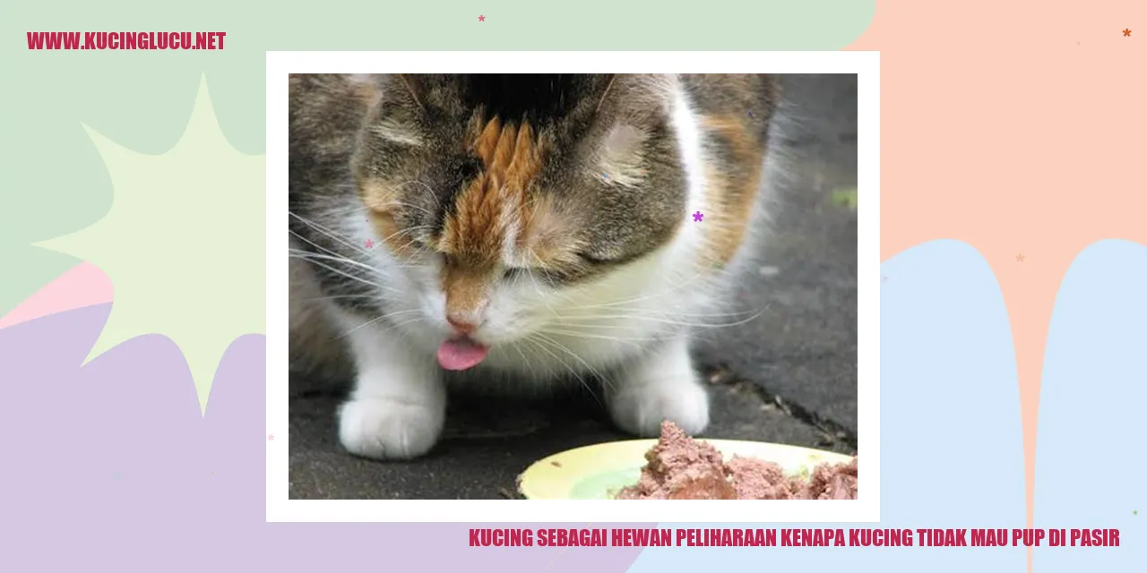 Kucing Tidak Mau Pup di Pasir