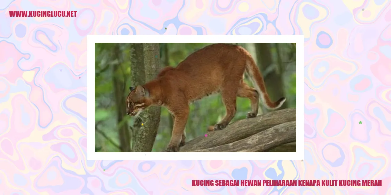 Gambar kucing dengan kulit merah