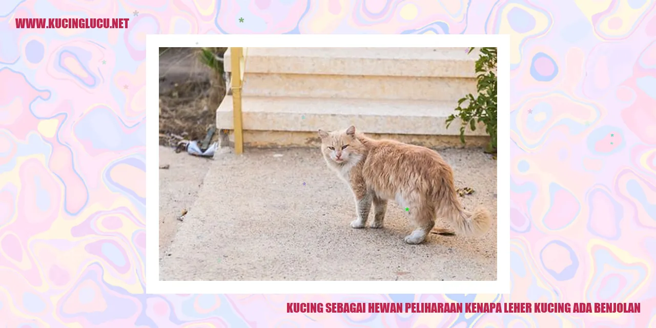 Gambarkucingleherbengkak