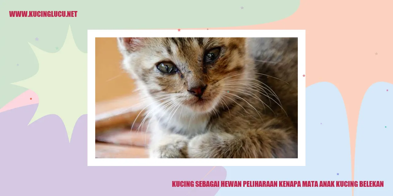 Mata anak kucing yang belekan
