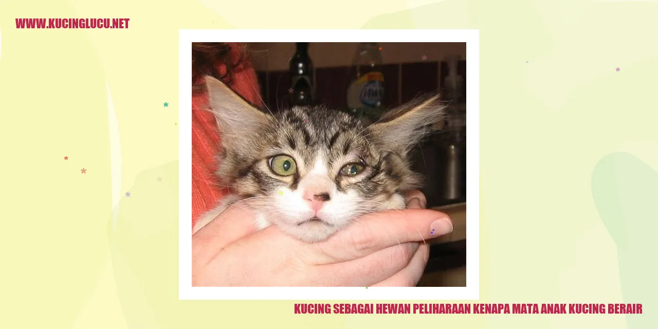 Mata Anak Kucing Berair