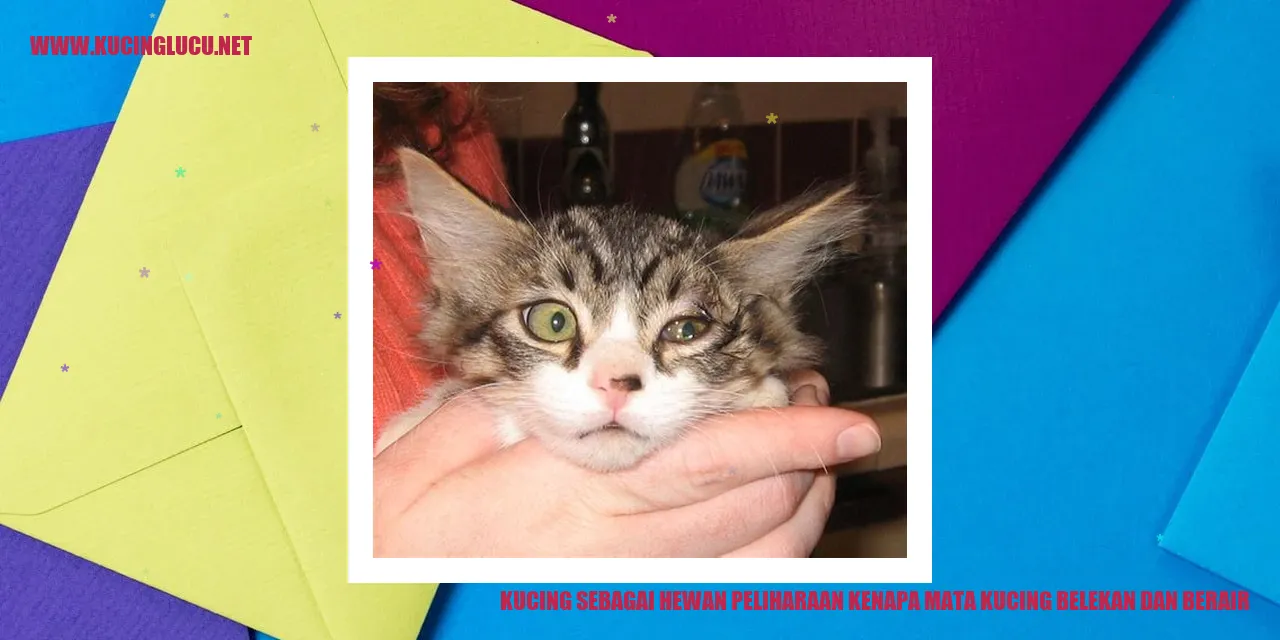 Gambar Kucing dengan Mata Belekan dan Berair