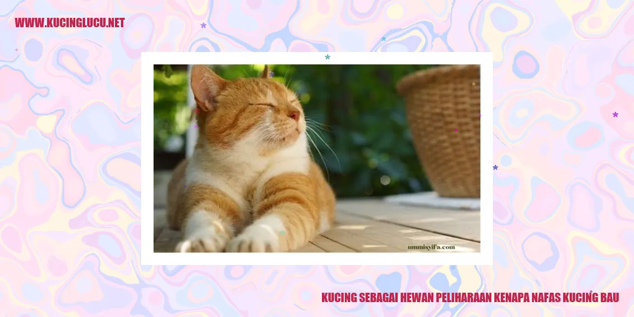 Gambar Kucing