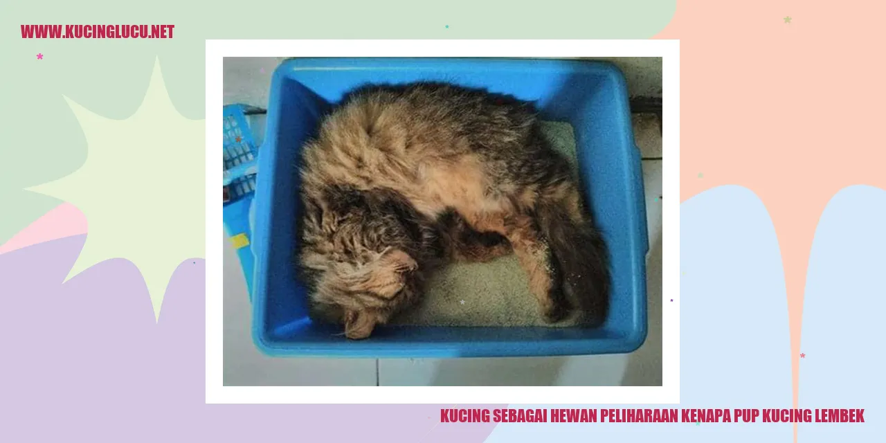 Gambar Kucing