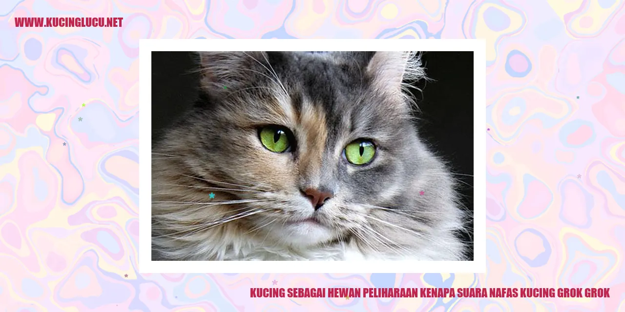 kucing grok grok