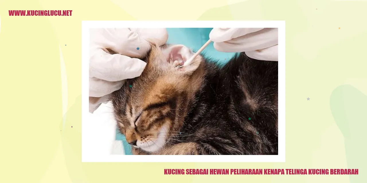 Gambar kucing lucu