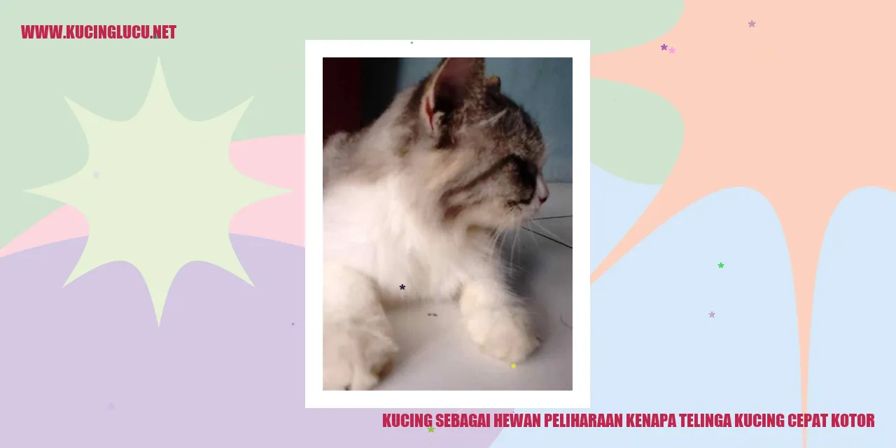 Gambar Kucing