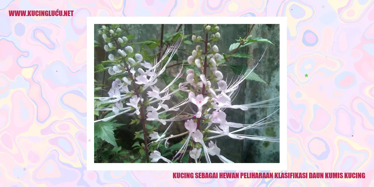 foto kucing