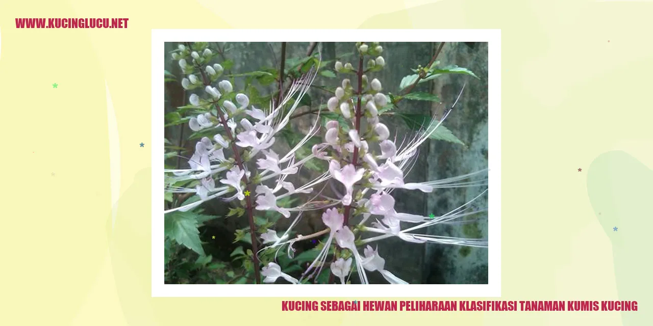 Kucing sebagai Hewan Peliharaan klasifikasi tanaman kumis kucing
